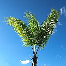 椰子樹,性質(zhì),藍(lán)色的天空