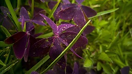 自紫色,性質(zhì),花