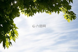 云,葉子,自然