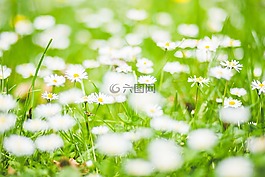 盛開(kāi),開(kāi)花,深度的字段