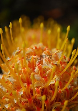 黃色,橙色,花