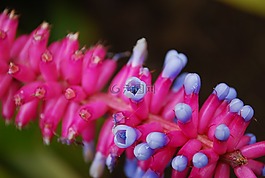 粉紅色,紫色,花
