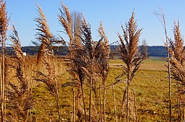 性質(zhì),蘆葦,植物