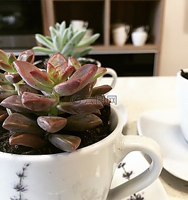 多肉植物,花園,植被