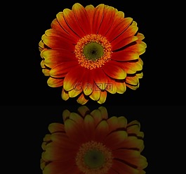 germini,橙色,黄色