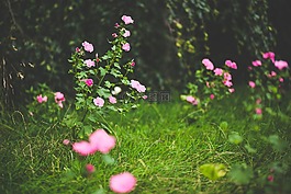 盛開,開花,原野