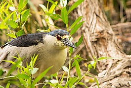 鳥,野生動物,自然