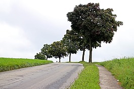 大道,路,樹(shù)木