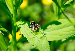 蜜蜂,性質(zhì),花