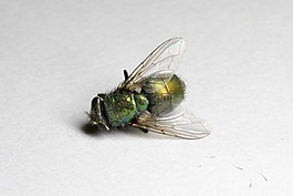 飛,死亡,綠色