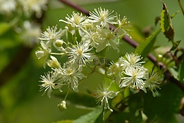 花,區(qū)域植物,性質(zhì)
