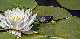 莲花,花,白