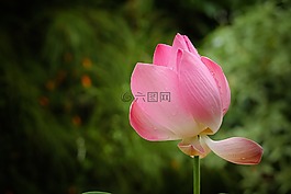 蓮花,鮮花,紅色