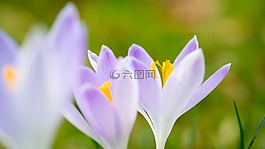 藏紅花,春天,鮮花