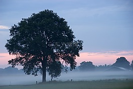 性質(zhì),加快霧,景觀