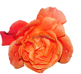 玫瑰,開(kāi)花,花