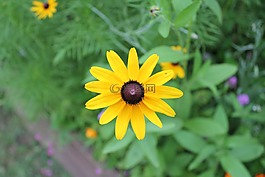 花,夏天,植物區(qū)系