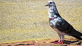 鴿子,百科全書,性質(zhì)