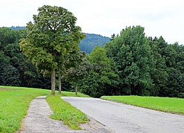 路,大道,樹木
