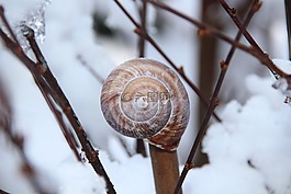 冬天,桿,雪