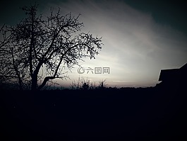 樹,視圖,景觀