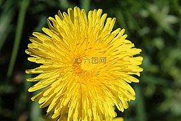 蒲公英,蒲公英教派,ruderalia