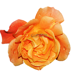 開花,花,關(guān)閉