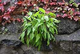 植被,墻上,植物