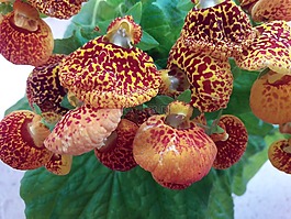 kalceolaria,蒲包花,花卉