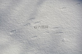 兔,兔子,腳印