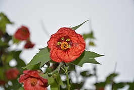 紅花,性質(zhì),裝飾