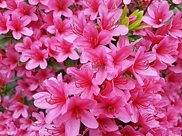 春天,粉紅色,花卉