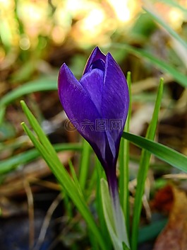 藏紅花,花,開花