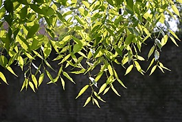 植物,華蓋,成長