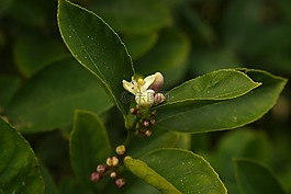 檸檬樹的花,嶄露頭角,水果