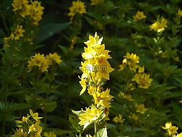 花園,開花,性質(zhì)