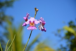 蘭花,花,美