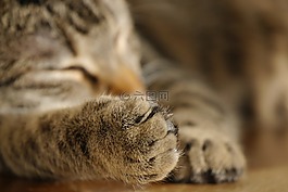 猫,爪,宠物