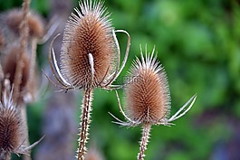 teasels,续断,带刺