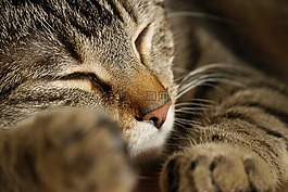 猫,爪,宠物