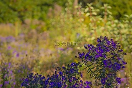 紫色的花朵,景觀,花的