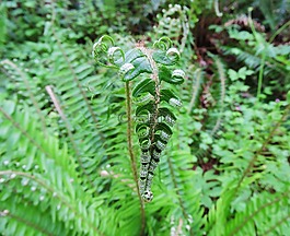 蕨類植物,卷曲,綠色
