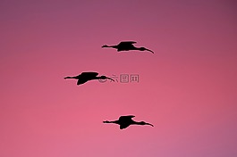 日落,天空,鳥