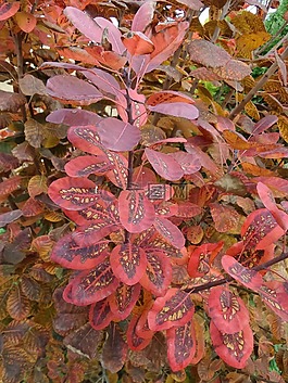 葉,自然,植物區(qū)系