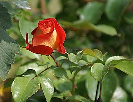 玫瑰,紅色,太陽