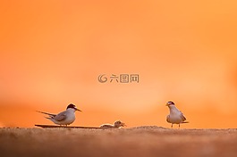鳥(niǎo),動(dòng)物,橙色