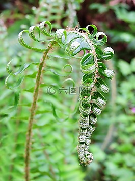 蕨類植物,卷曲,綠色