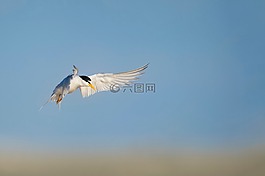 鳥,飛行,動物