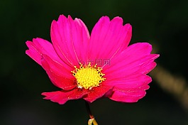 花,開花,紫