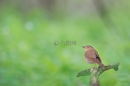 鳥,動(dòng)物,枝杈